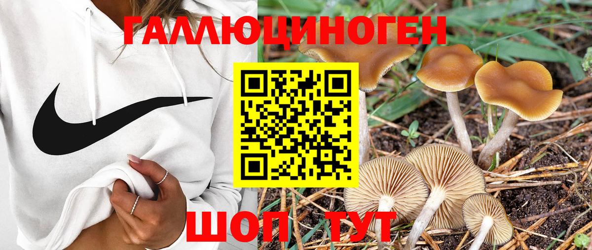 Кашира  Псилоцибиновые грибы прущие грибы  Вход с VPN 